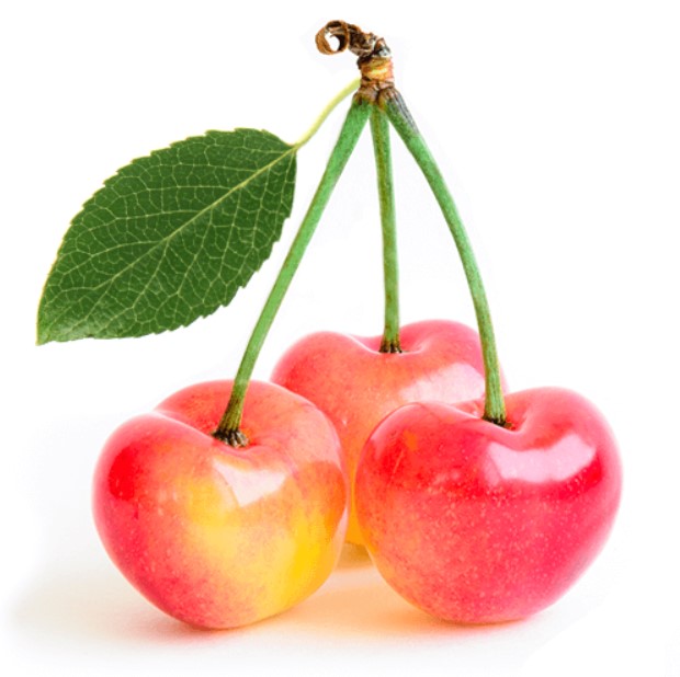 نهال گیلاس صورتی ( دورنگ)